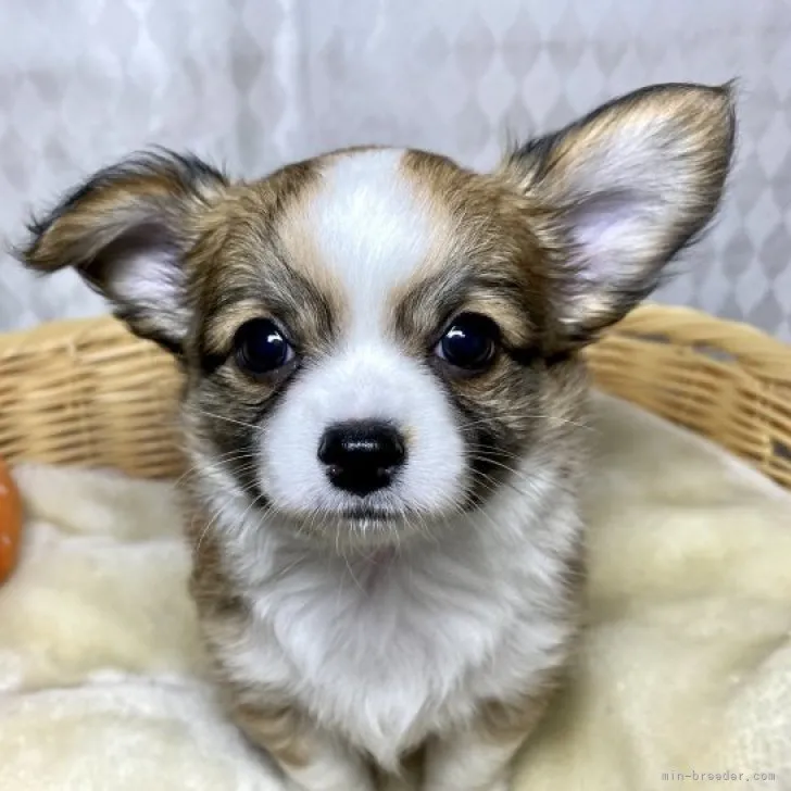 ID:2306-03541の子犬