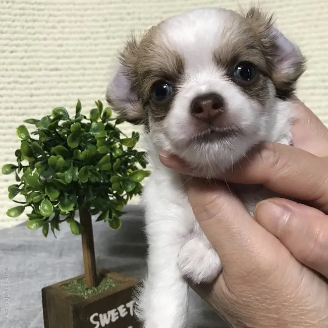 ID:2008-01174の子犬