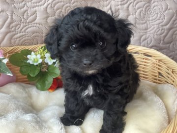 チワプー🐶✨【宮崎県・男の子・2022年4月7日・ブラック&ホワイト】の写真「人気のチワプー✨小降りで美男子の最高傑作です🥰🐶」