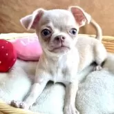 チワワ(スムース)【宮崎県・男の子・2024年1月27日・イザベラフォーン】の写真1「特別感満載の男の子💕」