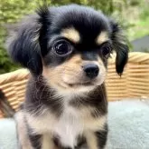 チワワ(ロング)【宮崎県・女の子・2024年8月5日・ブラックタンクリーム】の写真2「小さいけどしっかりご飯食べます💕」