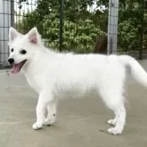 日本スピッツ【静岡県・女の子・2025年5月17日・ホワイト】の写真12