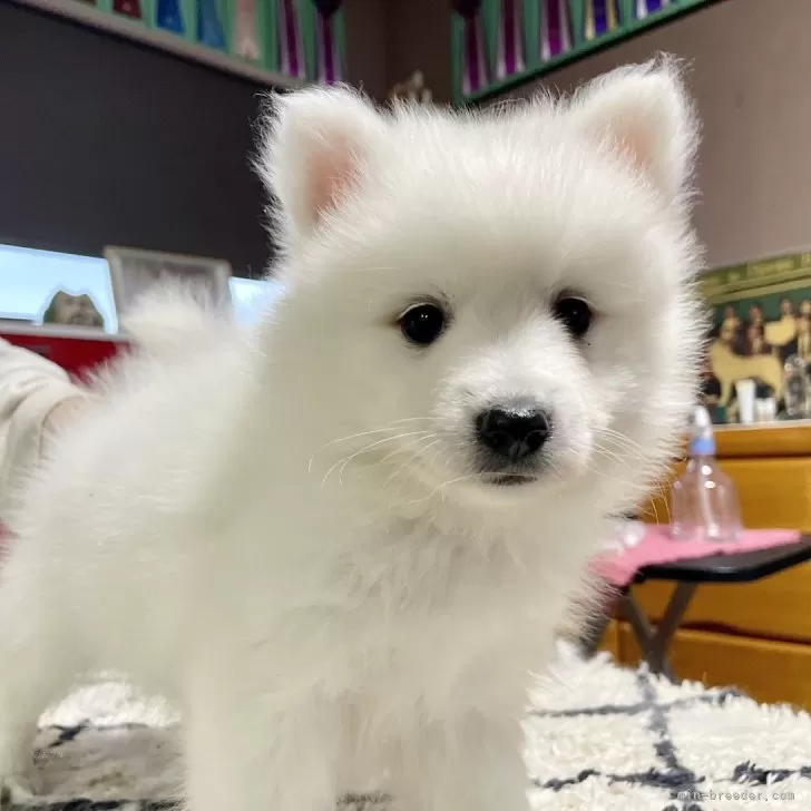 ID：2411-04204の子犬
