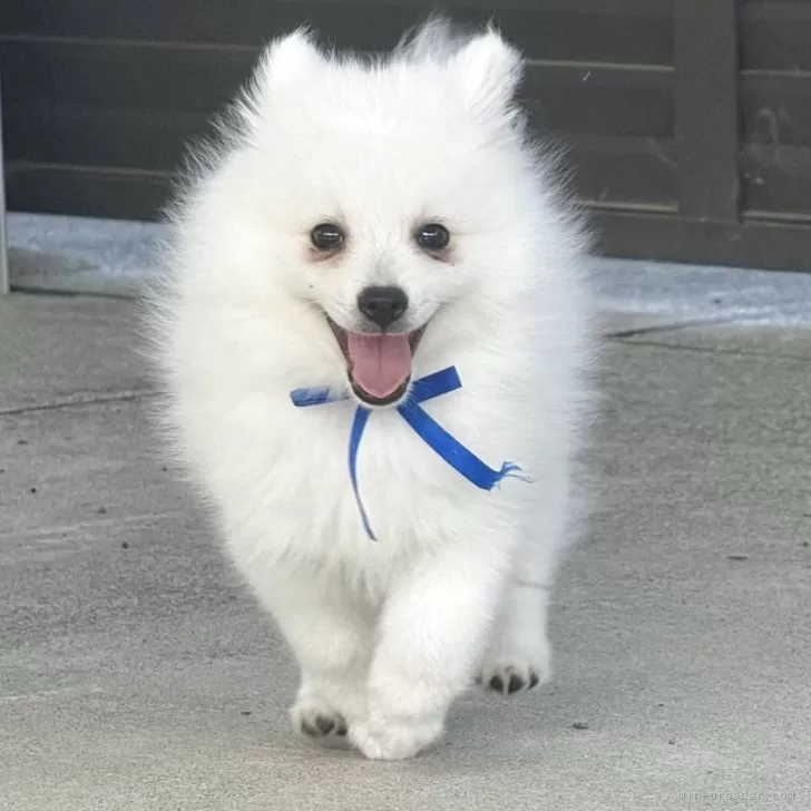 ID:2505-01727の子犬