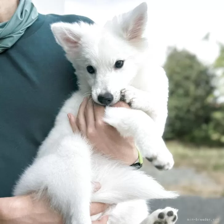 ID：2507-00611の子犬