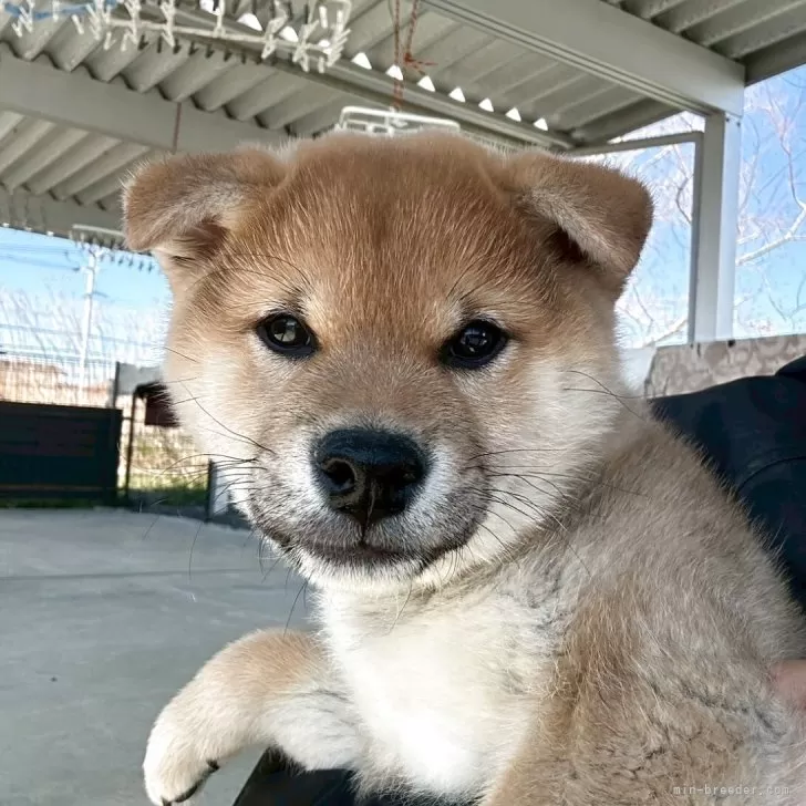 ID：2502-03428の子犬