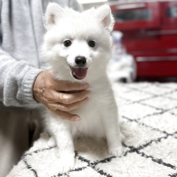 日本スピッツ【静岡県・男の子・2025年9月19日・ホワイト】の写真「眉毛もチャームポイントな男の子⭐︎」
