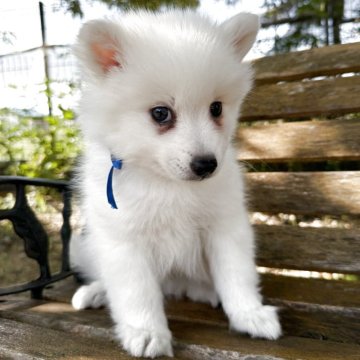 日本スピッツ【静岡県・男の子・2025年9月9日・ホワイト】の写真「あどけない表情も可愛い男の子🌟」