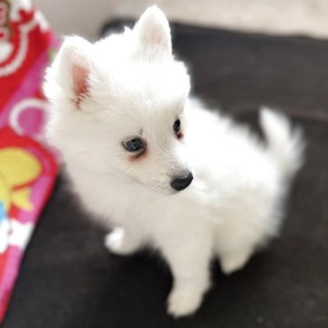 日本スピッツ【静岡県・男の子・2025年9月9日・ホワイト】の写真「あどけない表情も可愛い男の子🌟」