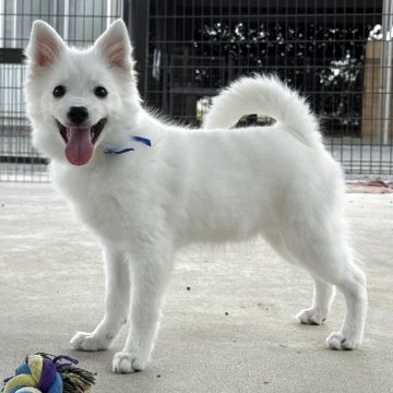 日本スピッツ【静岡県・女の子・2025年5月17日・ホワイト】の写真「クリッとおめめの可愛い子🐶❤️」