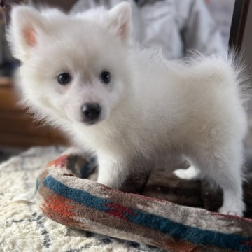 日本スピッツ【静岡県・男の子・2025年9月19日・ホワイト】の写真「眉毛もチャームポイントな男の子⭐︎」