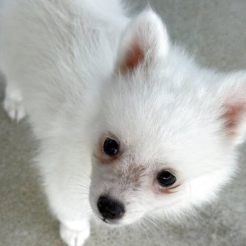 日本スピッツ【静岡県・女の子・2025年5月20日・ホワイト】の写真「可愛いポーズを沢山見せてくれますよ💕」