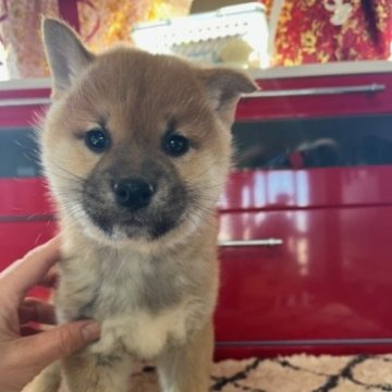 柴犬(標準サイズ)【静岡県・男の子・2024年12月25日・赤】の写真「目がクリッとして可愛い子です」