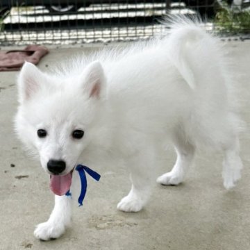日本スピッツ【静岡県・男の子・2025年5月20日・ホワイト】の写真「キリッとしたハンサムなお顔の男の子🐕」