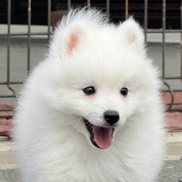 日本スピッツ【静岡県・男の子・2025年3月15日・ホワイト】の写真「可愛くて、ハンサムな男の子🐕」