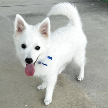 日本スピッツ【静岡県・女の子・2025年5月17日・ホワイト】の写真「クリッとおめめの可愛い子🐶❤️」
