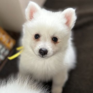 日本スピッツ【静岡県・女の子・2025年9月16日・ホワイト】の写真「クリッとおめめが可愛い女の子です💕」