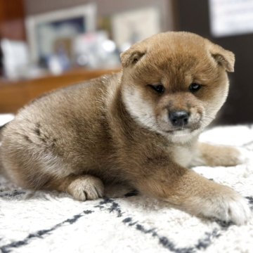 柴犬(標準サイズ)【静岡県・女の子・2025年9月27日・茶色】の写真「優しいお顔の女の子🎀」