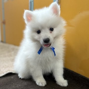 日本スピッツ【静岡県・男の子・2025年9月16日・ホワイト】の写真「フワフワで可愛い男の子です♡」