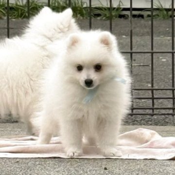 日本スピッツ【静岡県・男の子・2025年9月8日・ホワイト】の写真「ママは、インターナショナルチャンピオンです🐶✨」