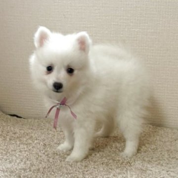 日本スピッツ【静岡県・女の子・2025年9月16日・ホワイト】の写真「仕草も可愛い女の子💕」
