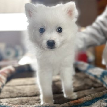 日本スピッツ【静岡県・男の子・2025年9月19日・ホワイト】の写真「眉毛もチャームポイントな男の子⭐︎」