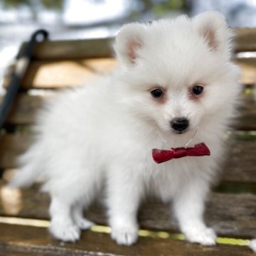 日本スピッツ【静岡県・女の子・2025年9月8日・ホワイト】の写真「ママは、インターナショナルチャンピオンです🐶✨」