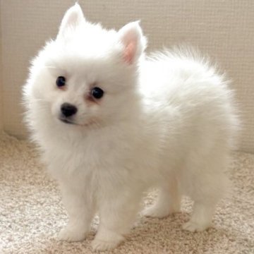 日本スピッツ【静岡県・女の子・2025年9月19日・ホワイト】の写真「ぬいぐるみのような可愛い女の子❤️」
