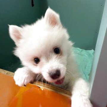 日本スピッツ【静岡県・男の子・2025年9月19日・ホワイト】の写真「癒されるような可愛い男の子♡」