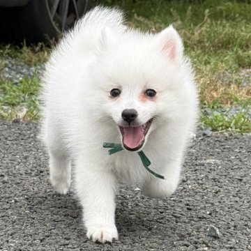 日本スピッツ【静岡県・女の子・2025年3月15日・ホワイト】の写真「愛嬌たっぷり、表情豊かな可愛い女の子💕」