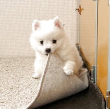 日本スピッツ【静岡県・男の子・2025年9月19日・ホワイト】の写真「癒されるような可愛い男の子♡」