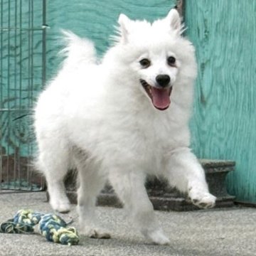 日本スピッツ【静岡県・男の子・2025年9月9日・ホワイト】の写真「あどけない表情も可愛い男の子🌟」