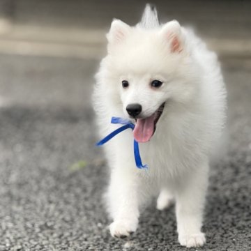 日本スピッツ【静岡県・男の子・2025年2月25日・ホワイト】の写真「シュとして、カッコ良く成長中🐕✨」
