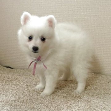 日本スピッツ【静岡県・女の子・2025年9月16日・ホワイト】の写真「仕草も可愛い女の子💕」