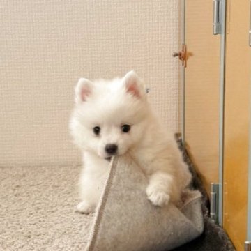 日本スピッツ【静岡県・男の子・2025年9月19日・ホワイト】の写真「癒されるような可愛い男の子♡」