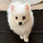 日本スピッツ【静岡県・女の子・2025年9月19日・ホワイト】の写真1「1.0kgになりました!!愛らしく成長中🎶」