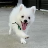 日本スピッツ