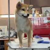 柴犬(標準サイズ)