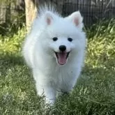 日本スピッツ【静岡県・男の子・2025年2月25日・ホワイト】の写真1「体重2.0kgになりました。お外だーいすき💕」
