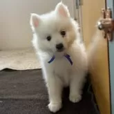 日本スピッツ【静岡県・男の子・2025年9月16日・ホワイト】の写真2