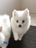 日本スピッツ【静岡県・女の子・2025年9月19日・ホワイト】の写真4