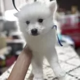 日本スピッツ【静岡県・男の子・2025年9月16日・ホワイト】の写真5