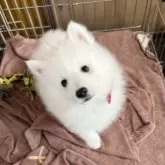 日本スピッツ【静岡県・男の子・2025年11月22日・ホワイト】の写真6