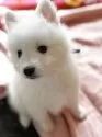 日本スピッツ【静岡県・男の子・2025年2月25日・ホワイト】の写真8