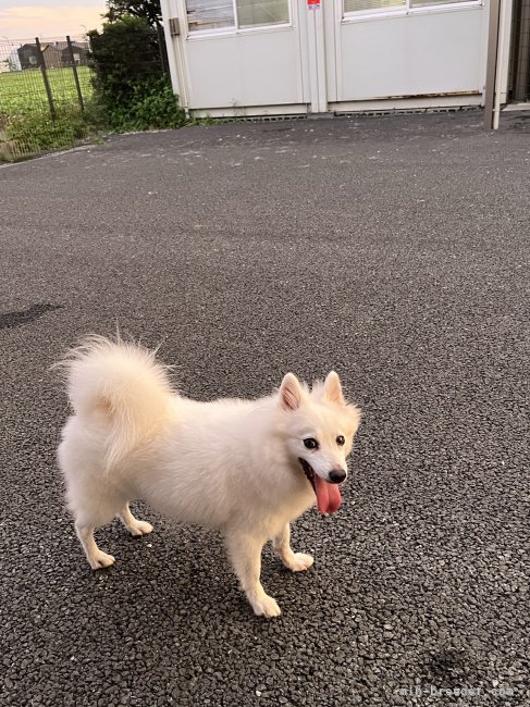 日本スピッツ【・女の子・2023年3月7日・ホワイト】