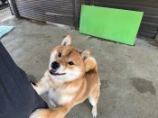 柴犬(標準サイズ)【・男の子・2023年5月30日・赤色】