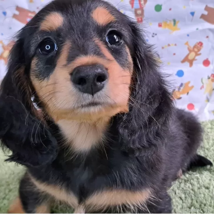 ID:2505-01962の子犬