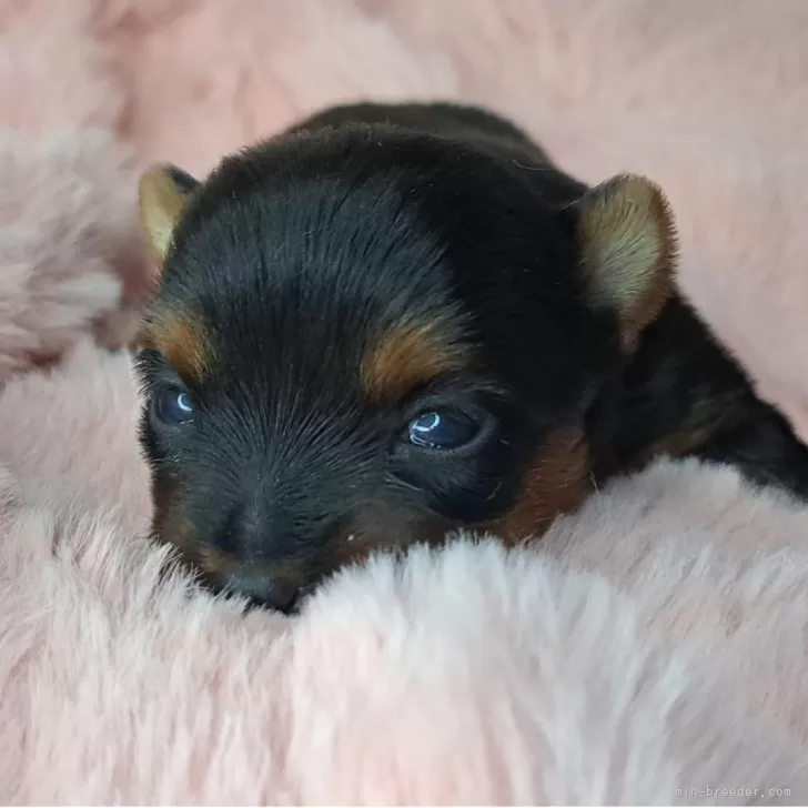 ヨークシャーテリア【愛知県・女の子・2025年11月10日・スチールブルー&amp;タン】の写真1