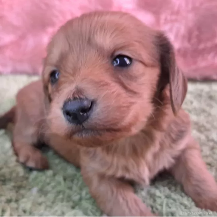 ダップー(ダックスフンド×トイプードル)【愛知県・女の子・2025年11月20日・イエロー系】の写真1