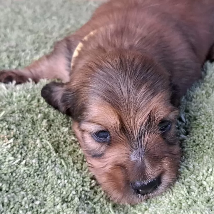 ID:2505-03792の子犬